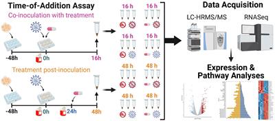 Niclosamide as a chemical probe for analyzing SARS-CoV-2 modulation of host cell lipid metabolism